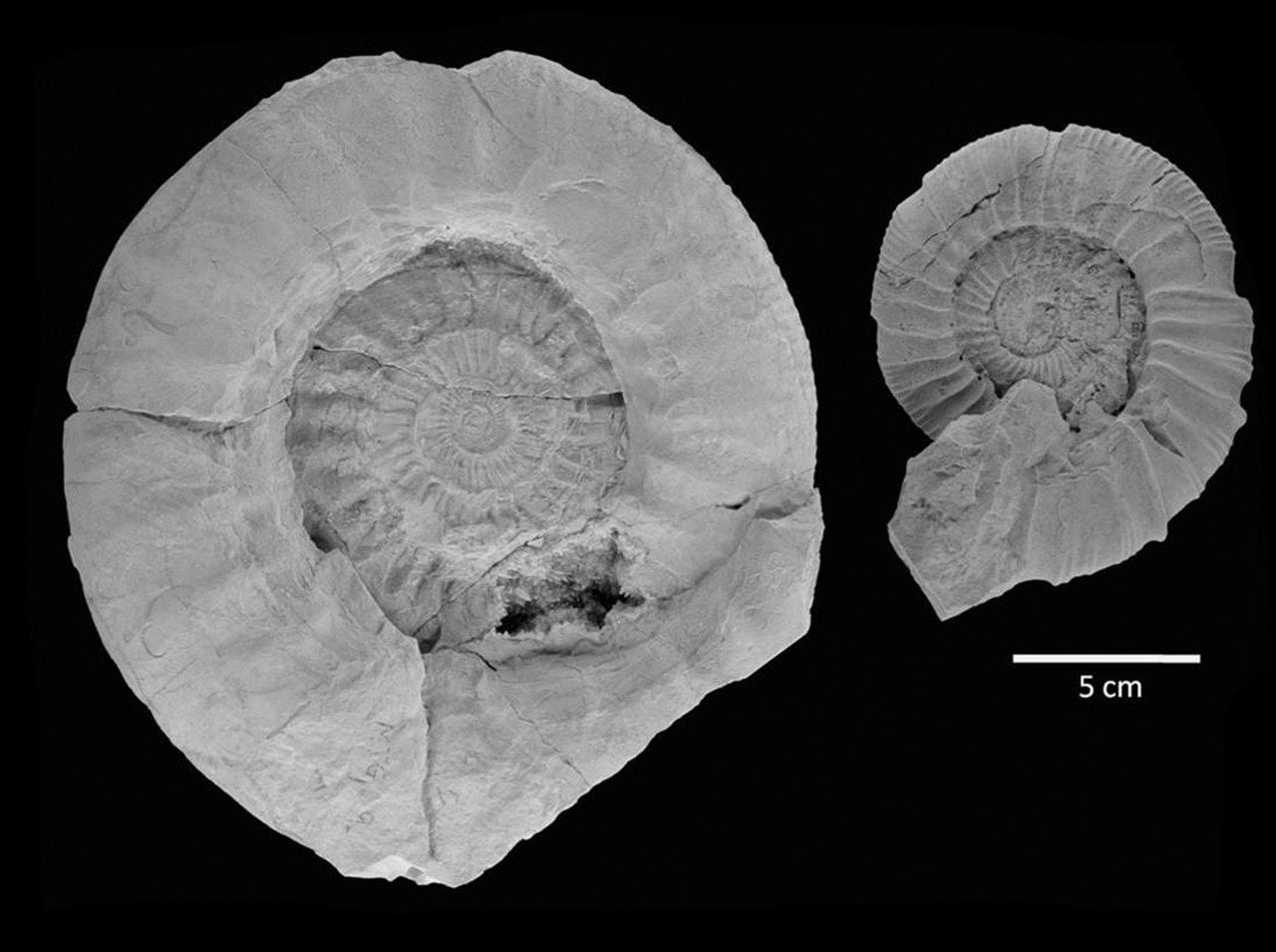 Ardescia casasi