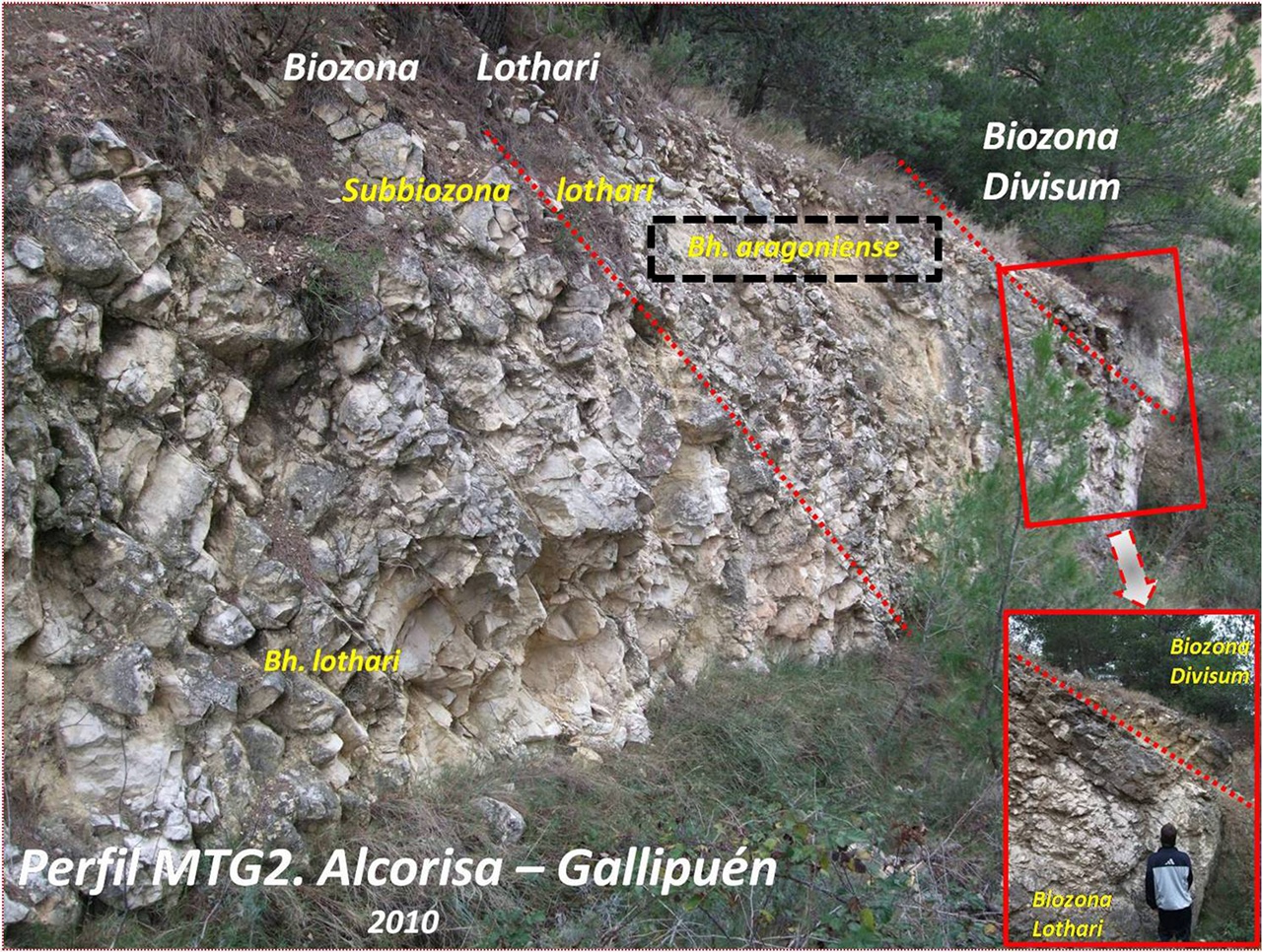 Gallipuen biohorizonte aragoniense
