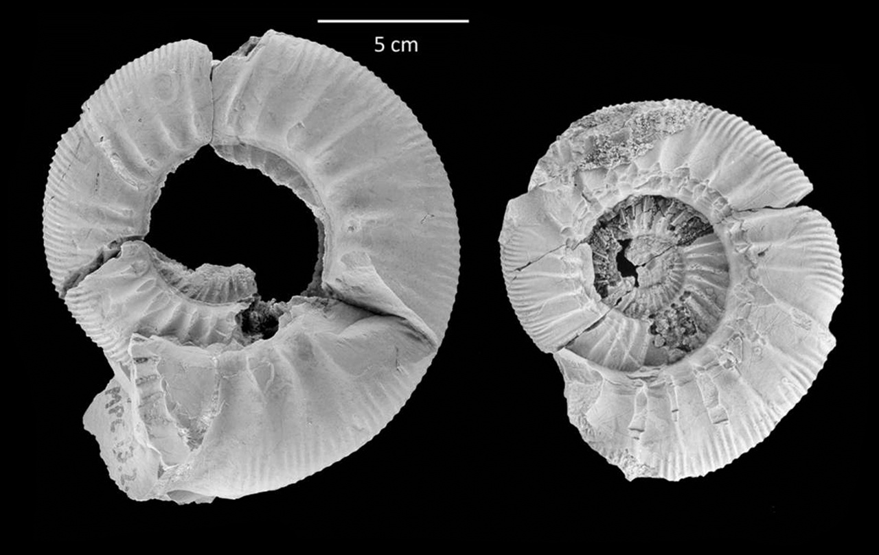 Olorizia gallipuense