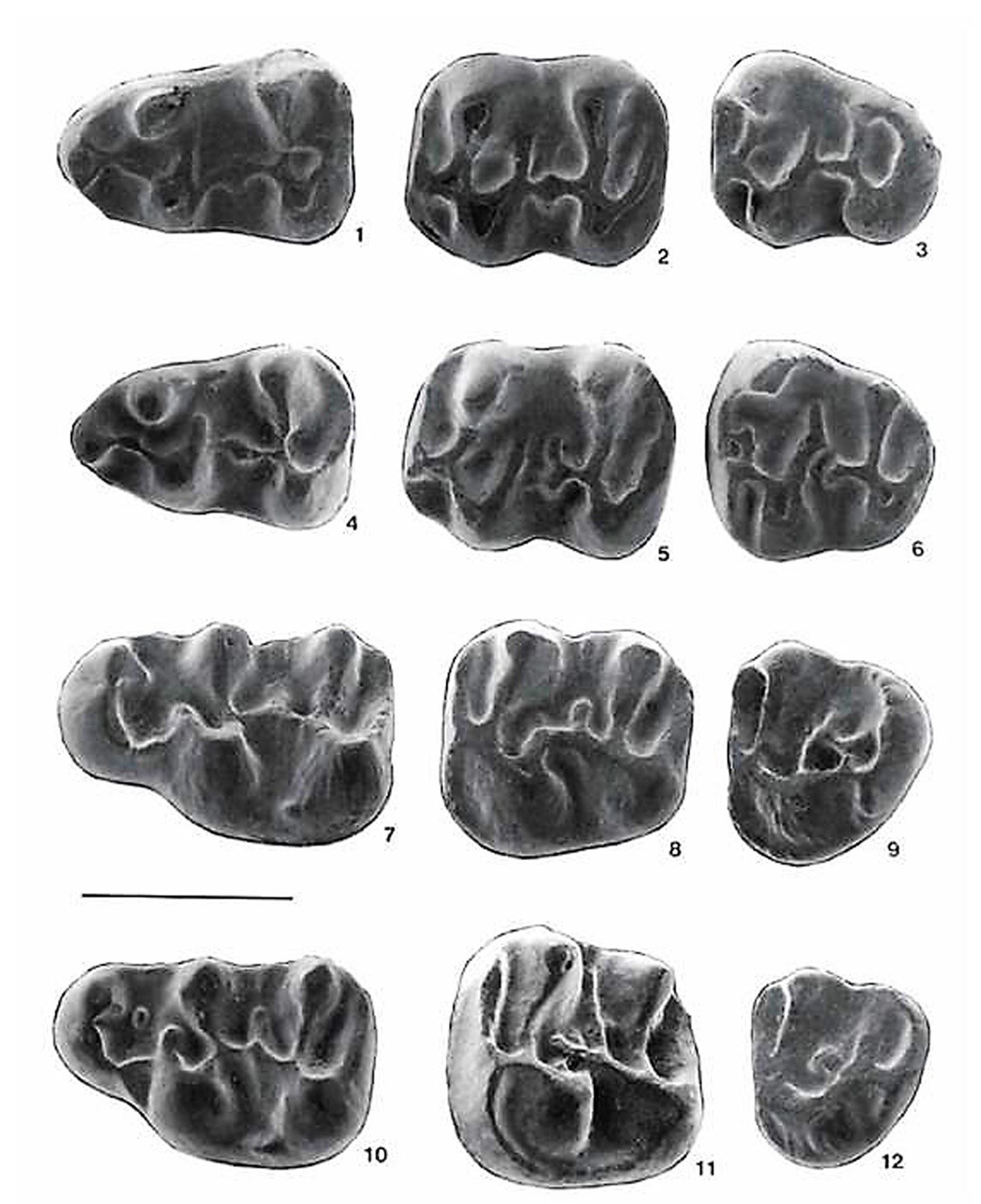 Vertebrados pescarranas